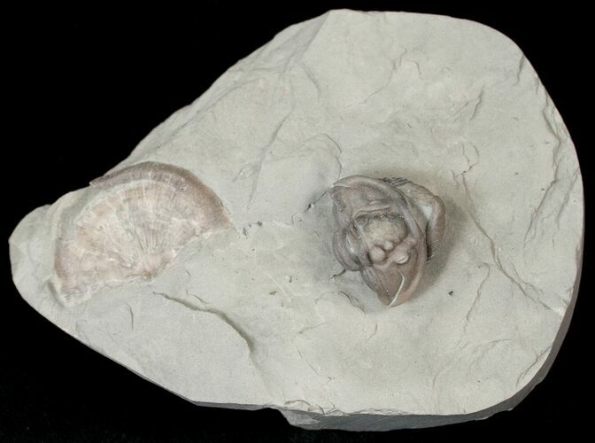 Enrolled Flexicalymene Trilobite With Brachiopod #14136